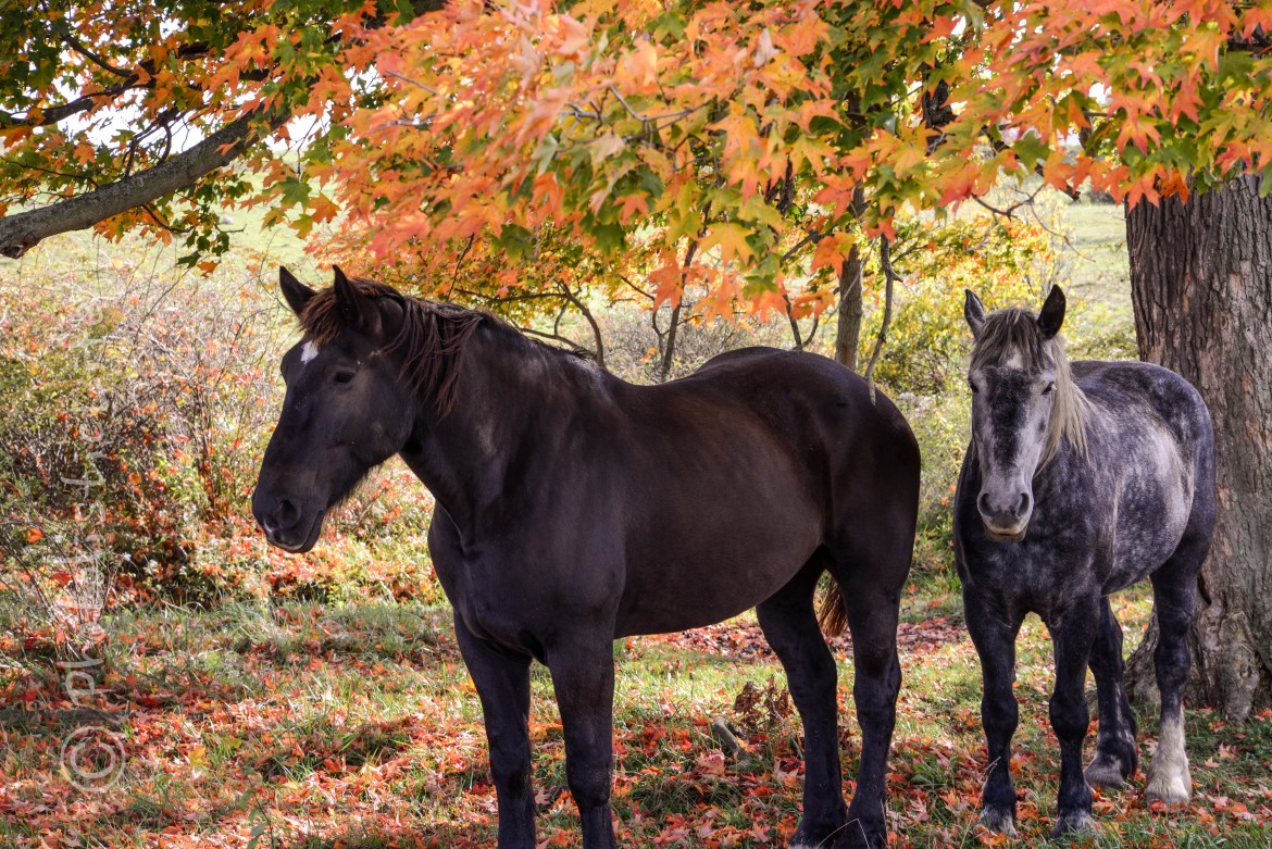 fall, horses